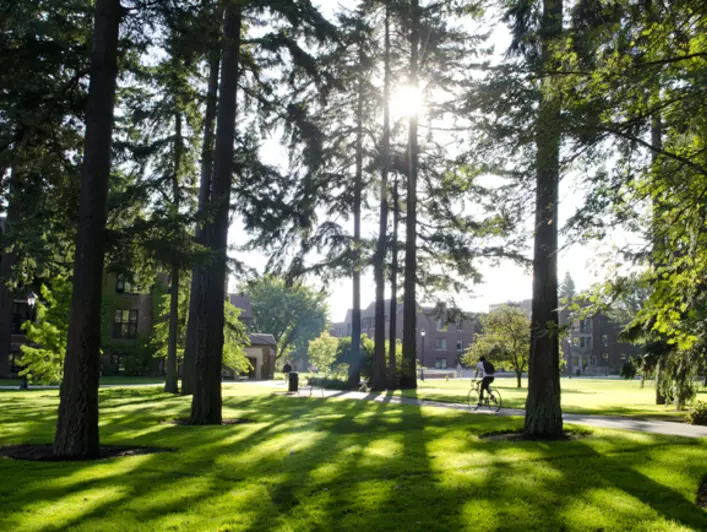 Coniferous trees tower over a green lawn.
